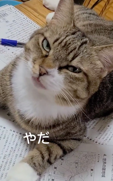 息子さんの勉強の邪魔をする猫