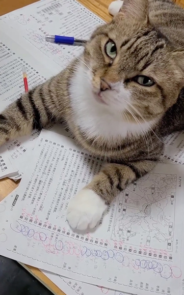 息子さんの勉強の邪魔をする猫