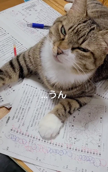 息子さんの勉強の邪魔をする猫