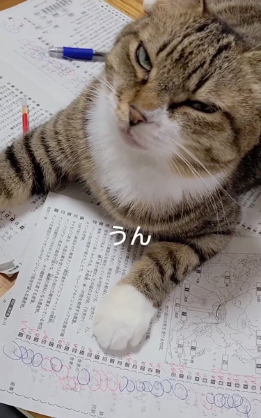息子さんの勉強の邪魔をする猫