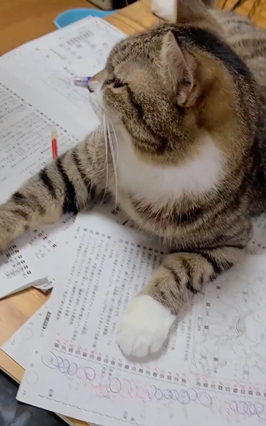 息子さんの勉強の邪魔をする猫