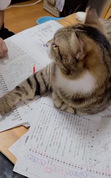 息子さんの勉強の邪魔をする猫