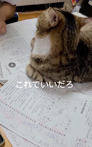 息子さんの勉強の邪魔をする猫