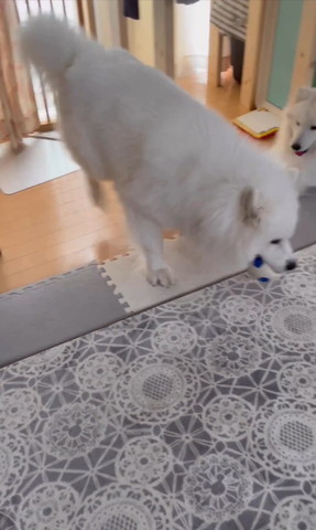 ボールくわえるワンコ