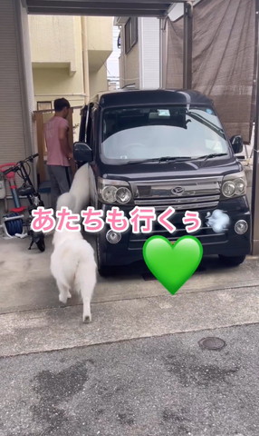 車に乗り込むワンコたち