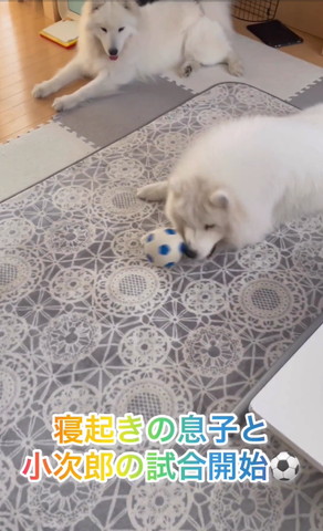 鼻でボールケルワンコ