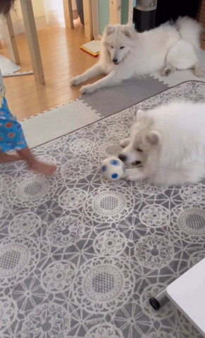ワンコの方にボール蹴る息子さん