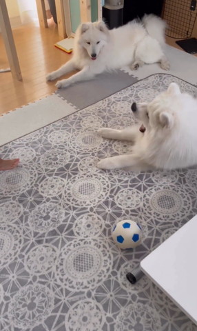 口あけてるワンコ