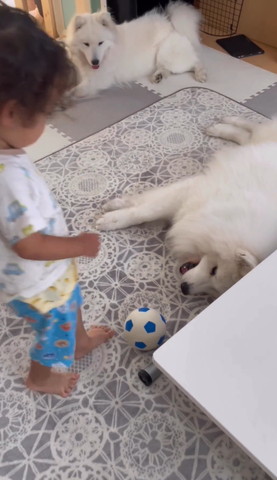 口あけてごろんするワンコ