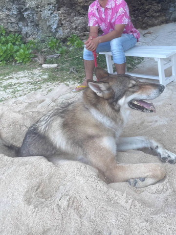 砂にうまってるワンコ