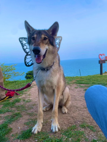 蝶々のようなオブジェバックにお座りワンコ