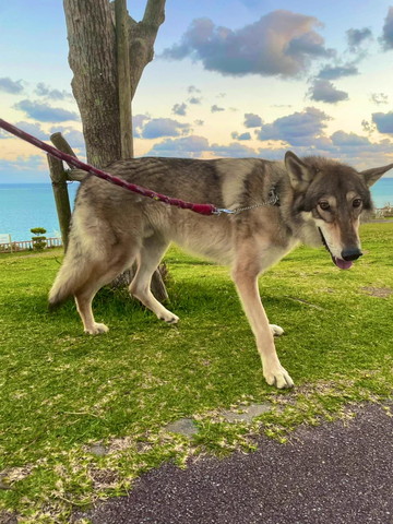 ウルフドッグ全体