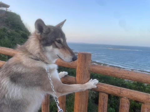 海みてるワンコ
