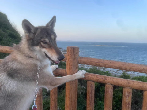 前足つきながらカメラ見るワンコ