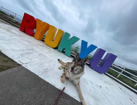RYUKYUとワンコ