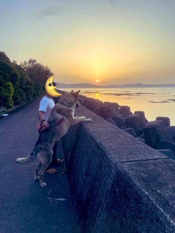 家族と海観てるワンコ