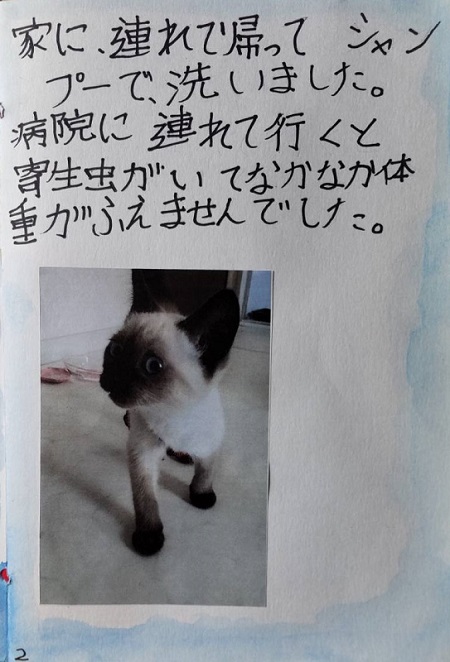 娘の自由研究