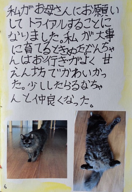 猫がテーマの自由研究