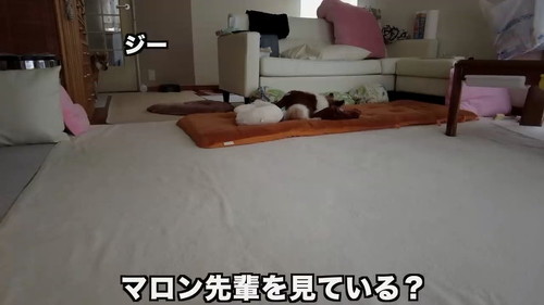 マロンを見るひまり