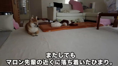 近くに落ちつくひまり