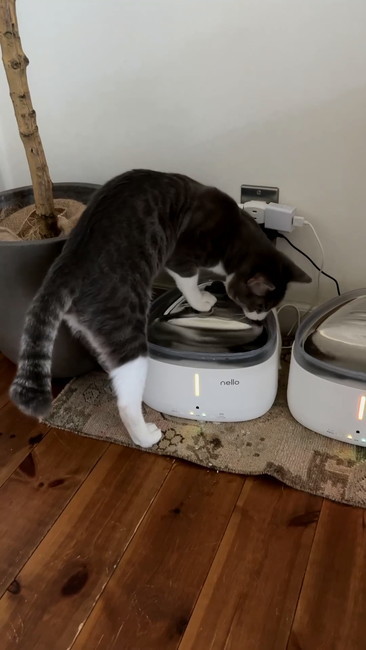 保護子猫