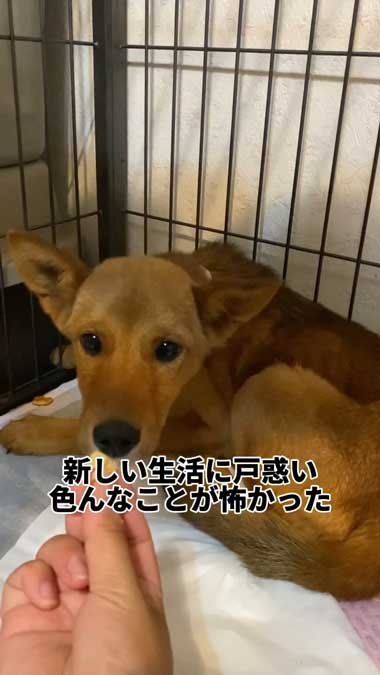 元野犬の女の子保護から2カ月ビフォーアフター