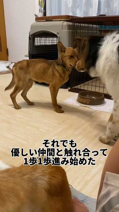 元野犬の女の子保護から2カ月ビフォーアフター