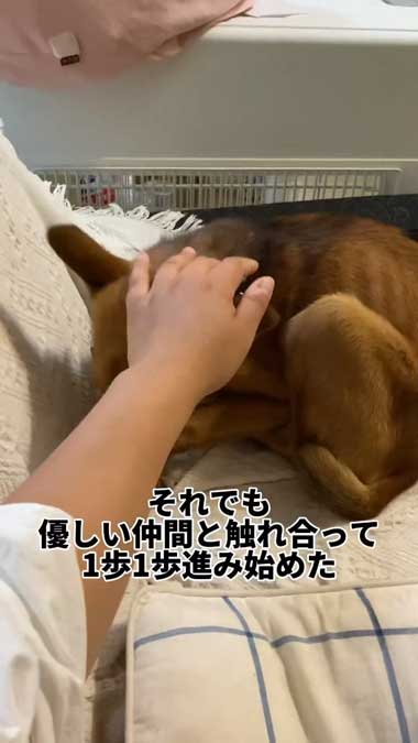 元野犬の女の子保護から2カ月ビフォーアフター