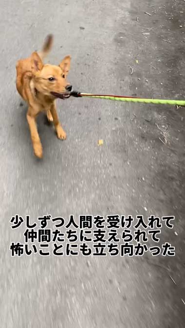 元野犬の女の子保護から2カ月ビフォーアフター