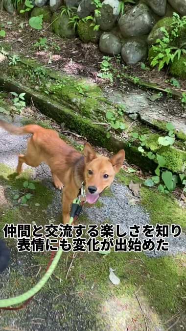 元野犬の女の子保護から2カ月ビフォーアフター