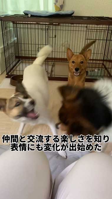 元野犬の女の子保護から2カ月ビフォーアフター