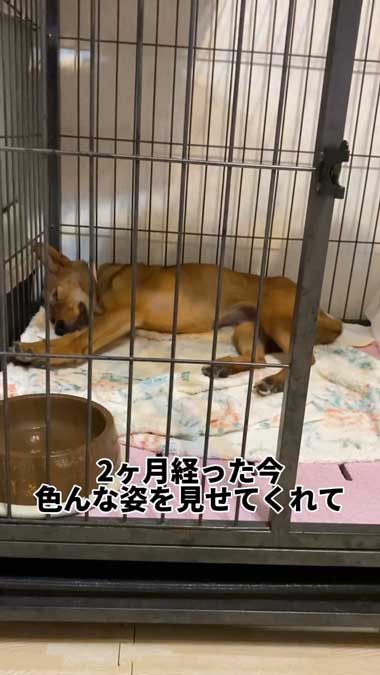元野犬の女の子保護から2カ月ビフォーアフター
