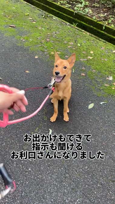 元野犬の女の子保護から2カ月ビフォーアフター