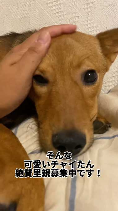 元野犬の女の子保護から2カ月ビフォーアフター