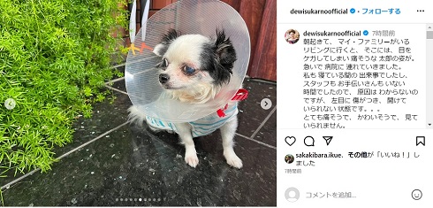 デヴィ夫人の愛犬・太郎がケガ