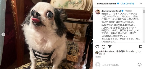 デヴィ夫人の愛犬・太郎のケガが回復