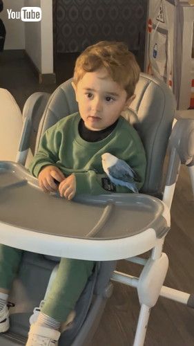 「A Lovebird and His Best Friend || ViralHog」