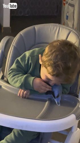 「A Lovebird and His Best Friend || ViralHog」