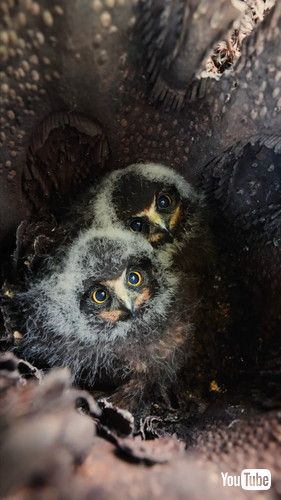 木の中にフクロウの赤ちゃん2羽