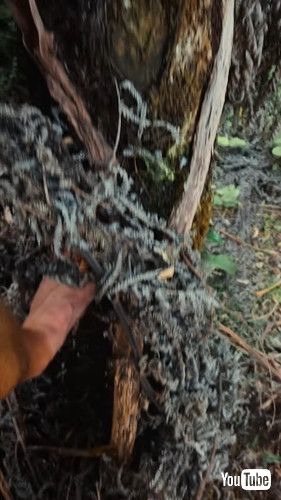 木の中にフクロウの赤ちゃん2羽