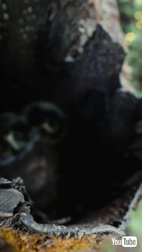 木の中にフクロウの赤ちゃん2羽