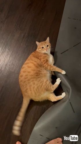 ヨガマットと猫