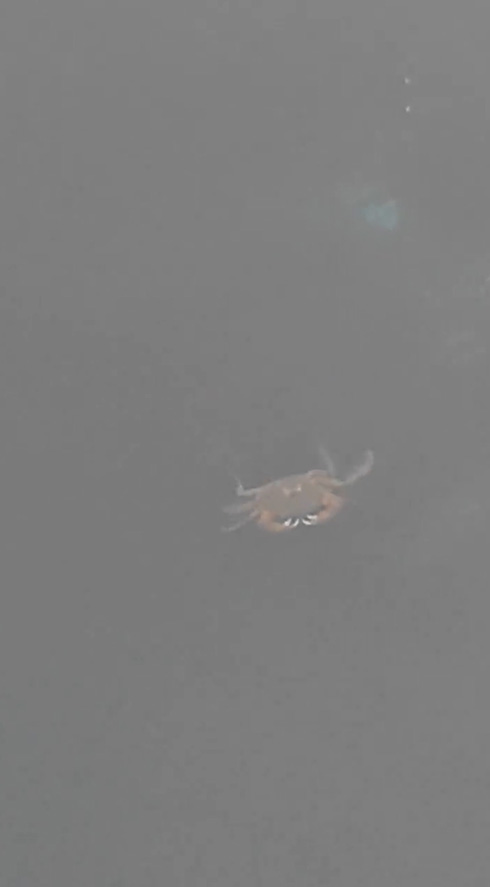 カニ ディズニー 面白