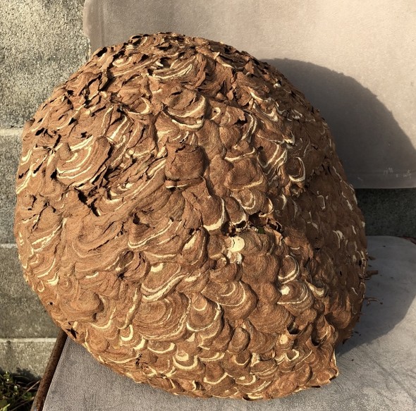 スズメバチ　巣　破壊