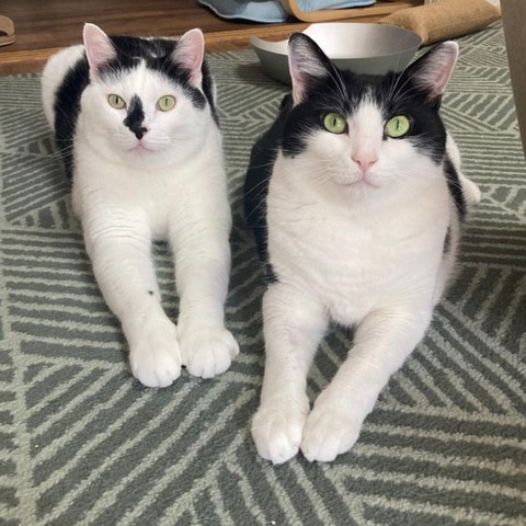 伏せしてる猫2匹