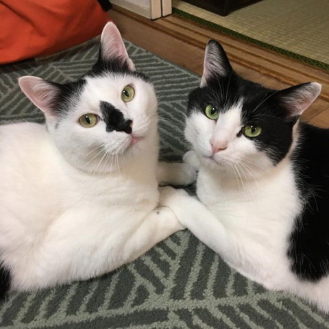 前足合わせてる猫たち