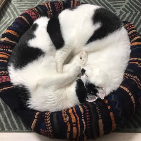 ベッドで一緒に寝てる猫