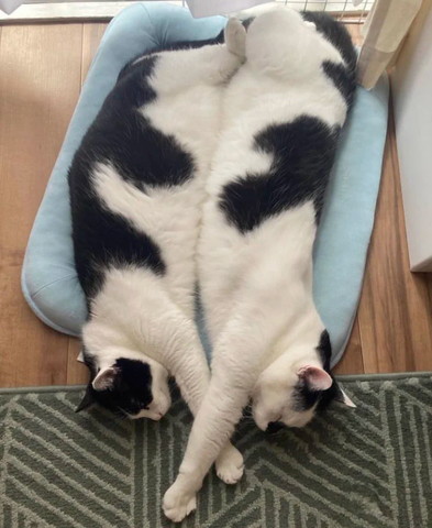 一緒に伸びてる猫たち