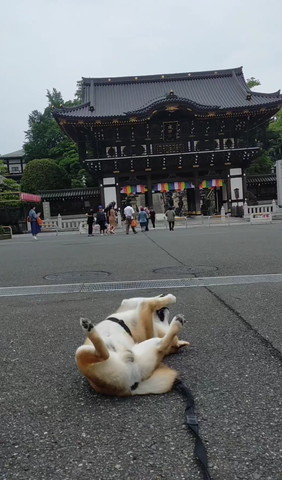 顔の前で手を合わせるワンコ