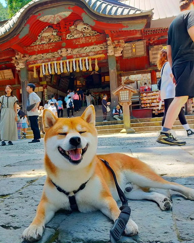 神社の前で笑顔のワンコ